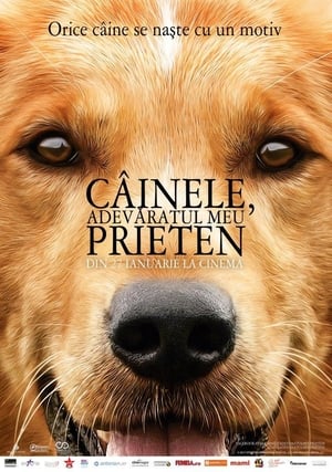 Câinele, adevăratul meu prieten - A Dog's Purpose (2017)