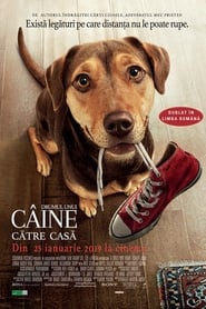 Drumul unui câine către casă - A Dog's Way Home (2019)
