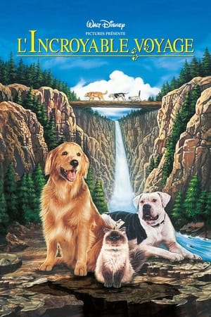 Retour au bercail: L'incroyable randonnée - Homeward Bound: The Incredible Journey (1993)