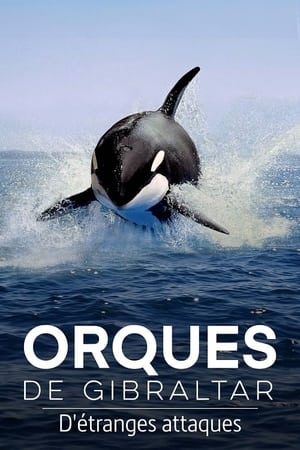 Orques de Gibraltar : D'étranges attaques - Achtung Orcas! Gefahr vor Gibraltar? (2024)