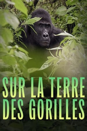 Sur la terre des gorilles - Silverback (2024)