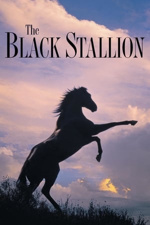 Armăsarul negru - The Black Stallion (1979)