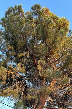 Tree (2024)