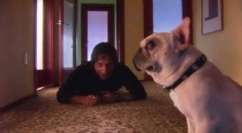movies/2024-09-05/californication-zH0X5xVBr6P4mJNGpRc9UqHX7WP.jpg