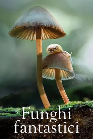 Funghi fantastici - Fantastic Fungi (2019)