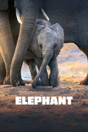 Elefantul - Elephant (2020)