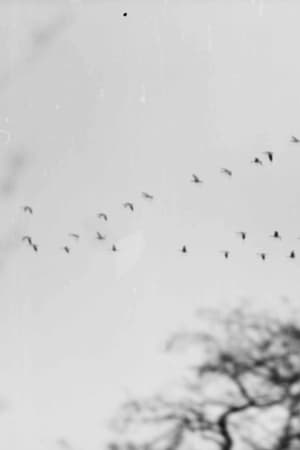 Bird Woman (2023)