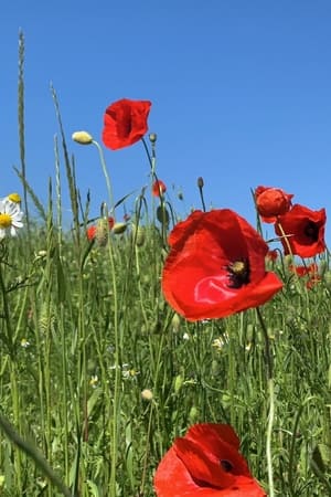grass grows from the middle – thinking like grass (2023)