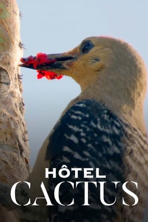 Hôtel Cactus - Kaktus Hotel (2023)