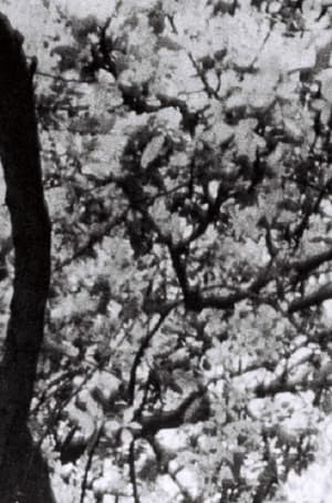 This is for Jonas Mekas (2023)