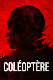 Coleoptere